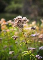 Scene with wild grass on a sun light photo