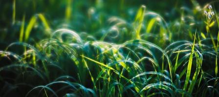 Scene with wild grass on a sun light photo