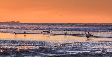 Birds early morning on the oceanfront photo