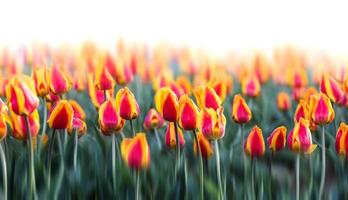 red yellow tulips background. photo