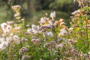 Scene with wild grass on a sun light photo