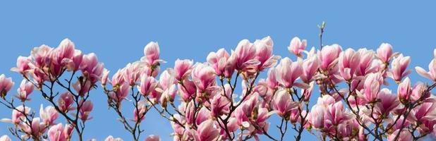 Magnolia flowers in spring time. photo