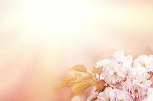 Sakura cherry flower blossom photo