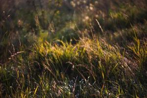 Scene with wild grass on a sun light photo