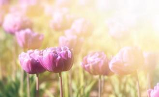 Blooming tulips spring background photo