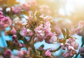 Beautiful pink cherry blossoms photo