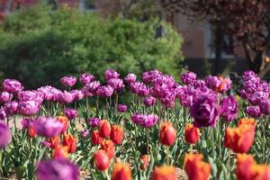 Blooming tulips spring background photo