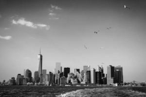 Seagulls over Manhattan photo