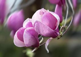 blossoming magnolia flowers photo