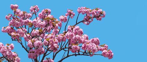 Sakura. Blossomed Japanese cherry trees photo