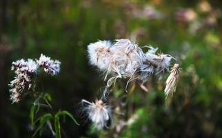 Scene with wild grass on a sun light photo