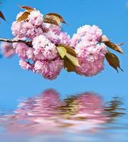 Japanese cherry-tree blossom photo