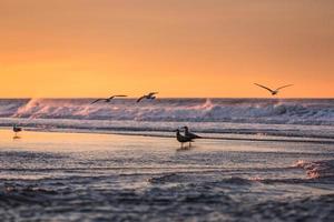 Birds early morning on the oceanfront. photo