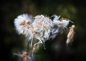 escena con hierba silvestre a la luz del sol foto