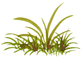 watercolor grass png