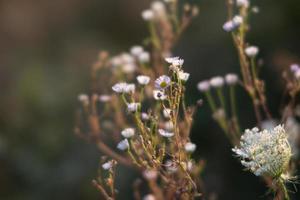 escena con hierba silvestre a la luz del sol foto