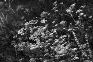 Scene with wild grass on a sun light photo