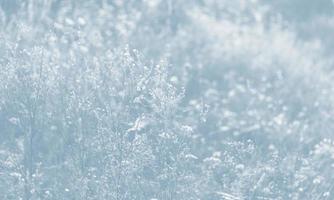 Scene with wild grass on a sun light photo