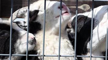 cuatro pequeños y divertidos cachorros de antílope eland en blanco y negro en la granja detrás de la cerca, la niña alimenta a los animales con zanahorias. también conocido como eland del sur o antílope eland. video