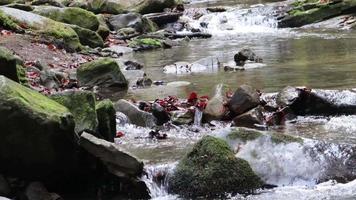 um fluxo de maravilhosas corredeiras de água doce, um rio flui. rio de montanha selvagem close-up abundante fluxo limpo. tiro estático de pedregulhos de pedra e spray de água. ucrânia, cárpatos. quadros 4k. video