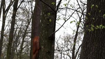 ardilla roja, roja en un árbol en el parque buscando comida en el medio ambiente, vida silvestre. video