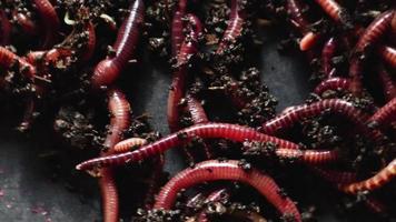 A group of earthworms or earthworms close up in a greenhouse of chernozem. Red worms for fishing or composting bait. Process plant waste into a rich soil and fertilizer improver video