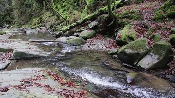 vista de uma pequena cachoeira flui em uma parede de pedra ao redor com um fundo verde de musgo e folhas. close-up de um spray de uma cachoeira, água de nascente cai nas rochas. video