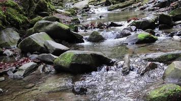 una corriente de maravillosos rápidos de agua dulce, un río fluye. primer plano del río de montaña salvaje corriente limpia abundante. tiro estático de cantos rodados de piedra y spray de agua. ucrania, cárpatos. fotogramas de 4k. video