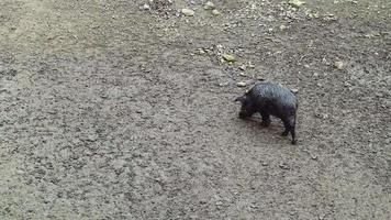 Ein wilder, schmutziger und nasser Eber wurzelt mit einem Nickel auf der Suche nach Nahrung im Dreck. Allesfresser Artiodactyl Nichtwiederkäuer Wildschwein Säugetier video