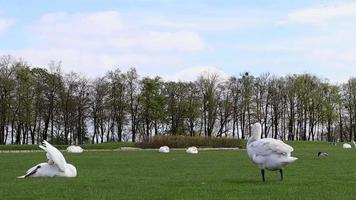 hermosos cisnes blancos sentados en la hierba verde del césped en el parque de verano. grandes aves acuáticas con plumas blancas miran al prado. cisne salvaje con cuello largo en un hermoso paisaje. video