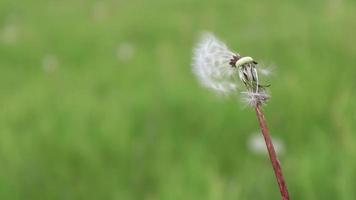 Close-up of a white dandelion flower blown away by the wind on a blurred green grass background. Fluffy white seeds flying into the distance. The flower flower is swept away. Copy space. video