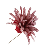 fleurs séchées artificielles de chrysanthème avec papier enregistrer covid 19 avec découpe isolé sur fond transparent png