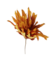 fleurs séchées artificielles de chrysanthème avec papier enregistrer covid 19 avec découpe isolé sur fond transparent png