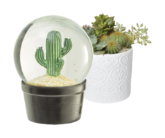 cactus isolé sur fond blanc avec un tracé de détourage png