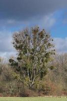 Árbol con muérdago --viscum album--,urdenbacher kaempe reserva natural,duesseldorf-urdenbach cerca del río Rin, Alemania foto