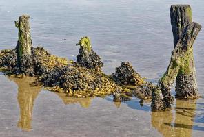 Fucus o algas marinas --fucus vesiculosus-- en el mar del norte, el parque nacional Wattenmeer, Alemania foto