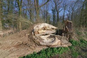 storm damage in Urdenbacher Kaempe Nature reserve,Duesseldorf,Germany photo