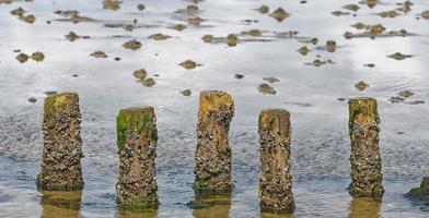 acorn barnacle --Semibalanus balanoides-- at wood stake,North Sea,Germany photo