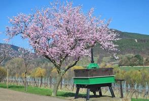 Almond Tree --Prunus dulcis-- in bloom,German Wine Road,Palatinate,Germany photo