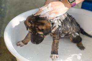 Groomer bathing, shower, grooming with shampoo a cute brown puppy in basin photo