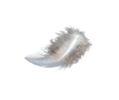 bianca piuma isolato su trasparente sfondo png file