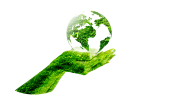 Green globe inside concept  protecting the environment and nature on transparent background PNG file