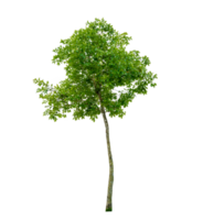 Isolated  trees  on transparent background PNG file