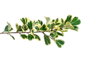 leaf vine Isolate on transparent background PNG file