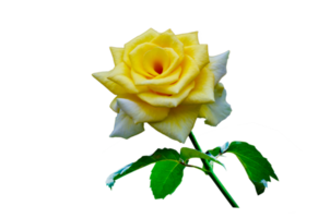 yellow rose Isolated on transparent background PNG file