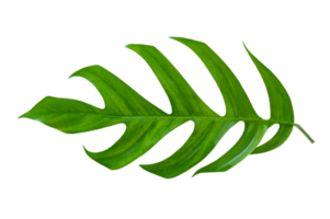 tropical jungle monstera leaves isolated on transparent background PNG file