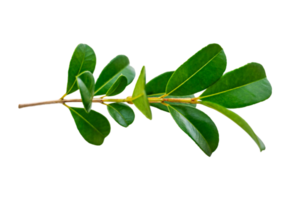 leaf vine Isolate on transparent background PNG file