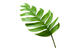 tropical jungle monstera leaves isolated on transparent background PNG file