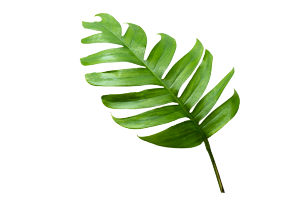 tropical jungle monstera leaves isolated on transparent background