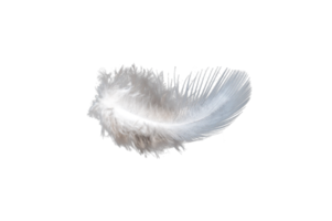 white feather isolated on transparent background PNG file